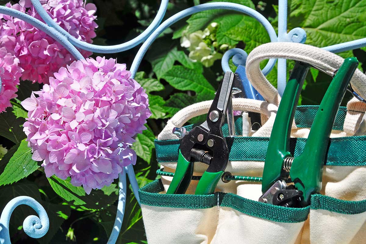 Quando potare le ortensie in autunno