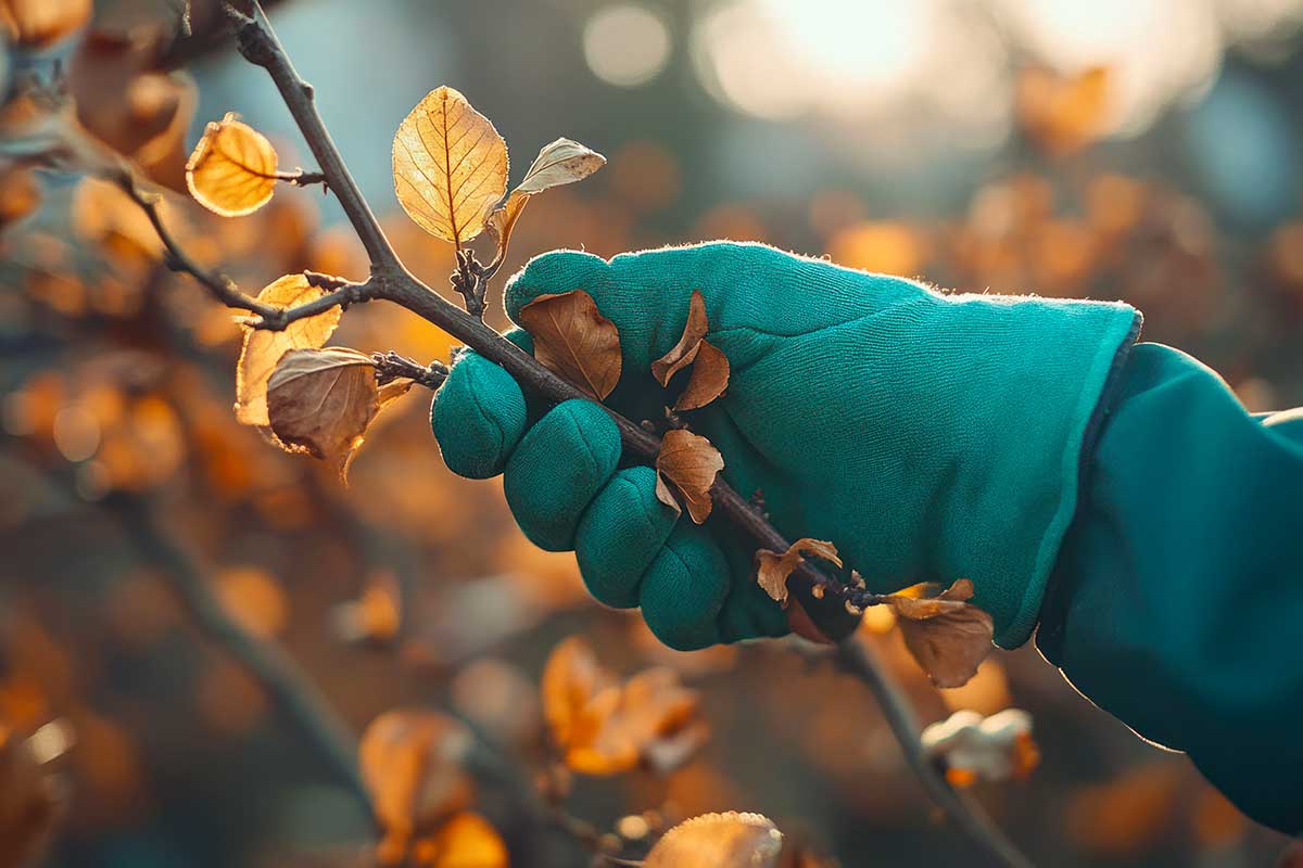 Potature in autunno: cosa tagliare e cosa evitare assolutamente