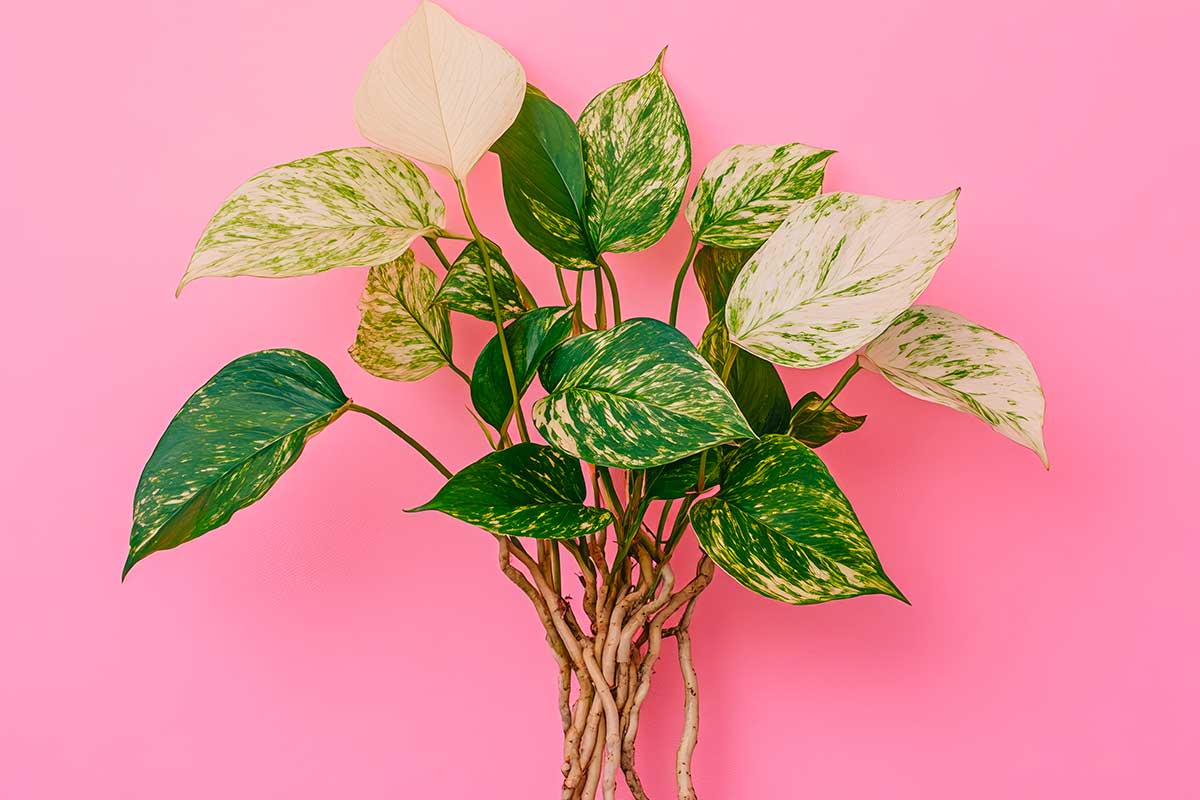 Pothos e termosifoni accesi: come riconoscere i segnali di stress e salvarlo in tempo