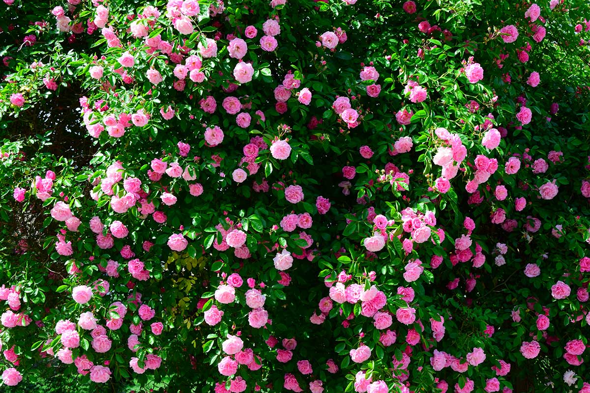 Splendi rose rampicanti in giardino specie Rambler