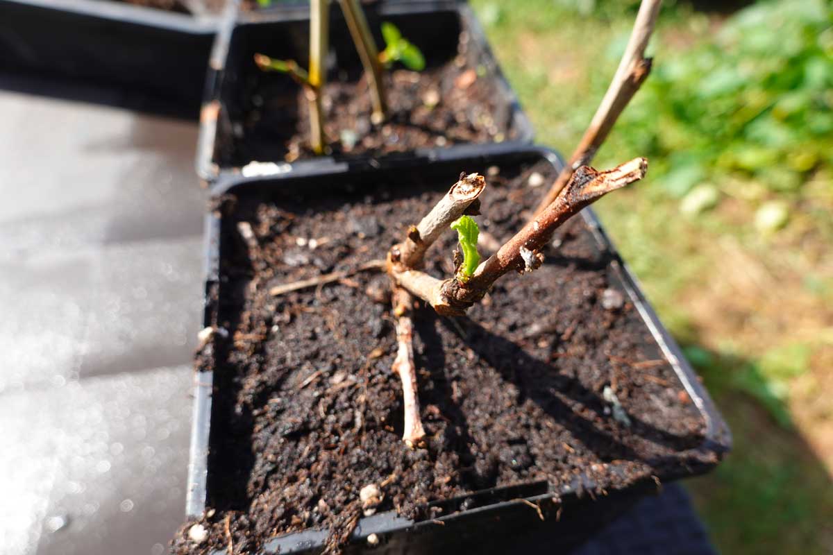 Talee legnose in terra di ortensia