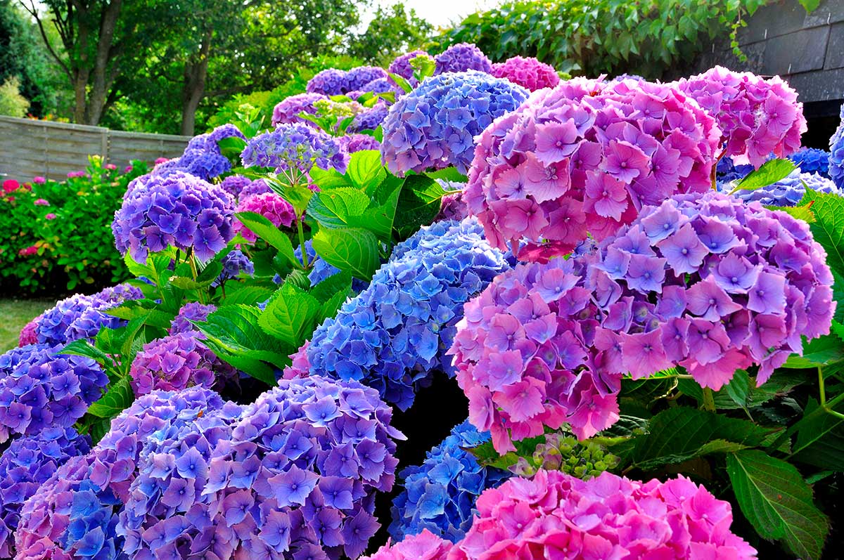 bellissime ortensie in giardino