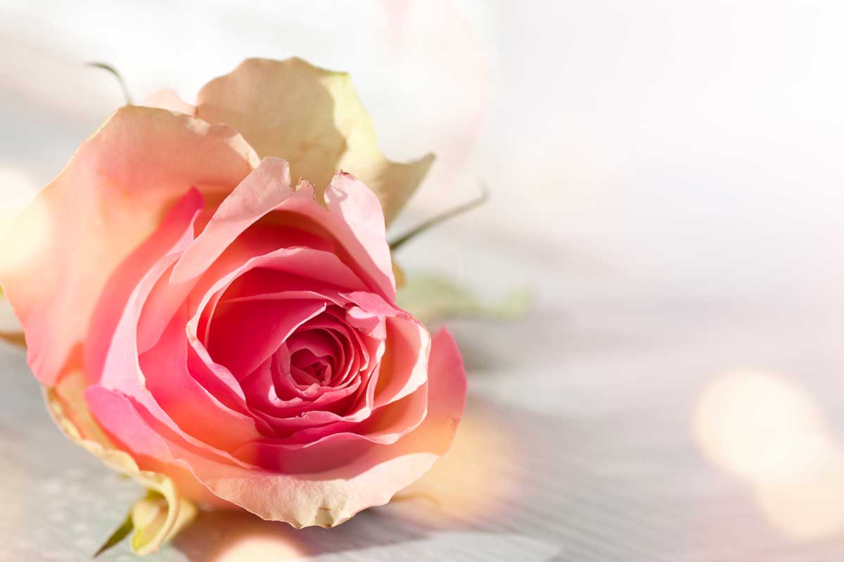 Rose e occasioni speciali: nozze, nascita, addii, la scelta più autentica per ogni gesto