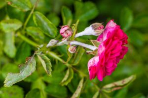 Rose in difficoltà a novembre? Ecco le malattie che esplodono con freddo e umidità