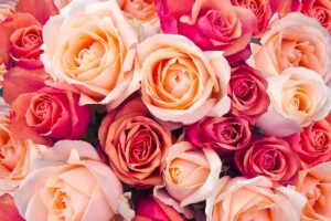 Il linguaggio delle rose: significato dei colori e simboli stagionali