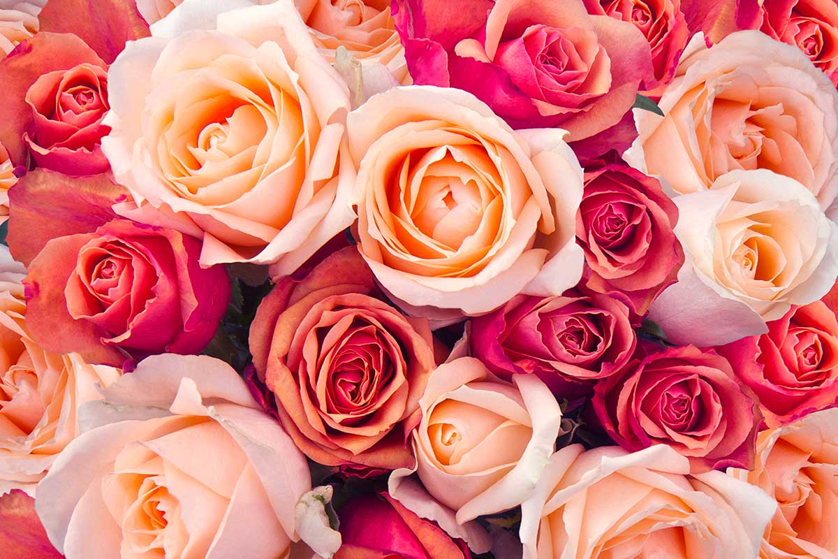 Il linguaggio delle rose: significato dei colori e simboli stagionali