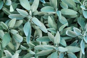 Salvia in autunno: come curarla e mantenerla rigogliosa fino all’inverno