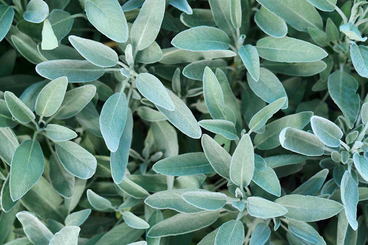 Salvia in autunno: come curarla e mantenerla rigogliosa fino all’inverno