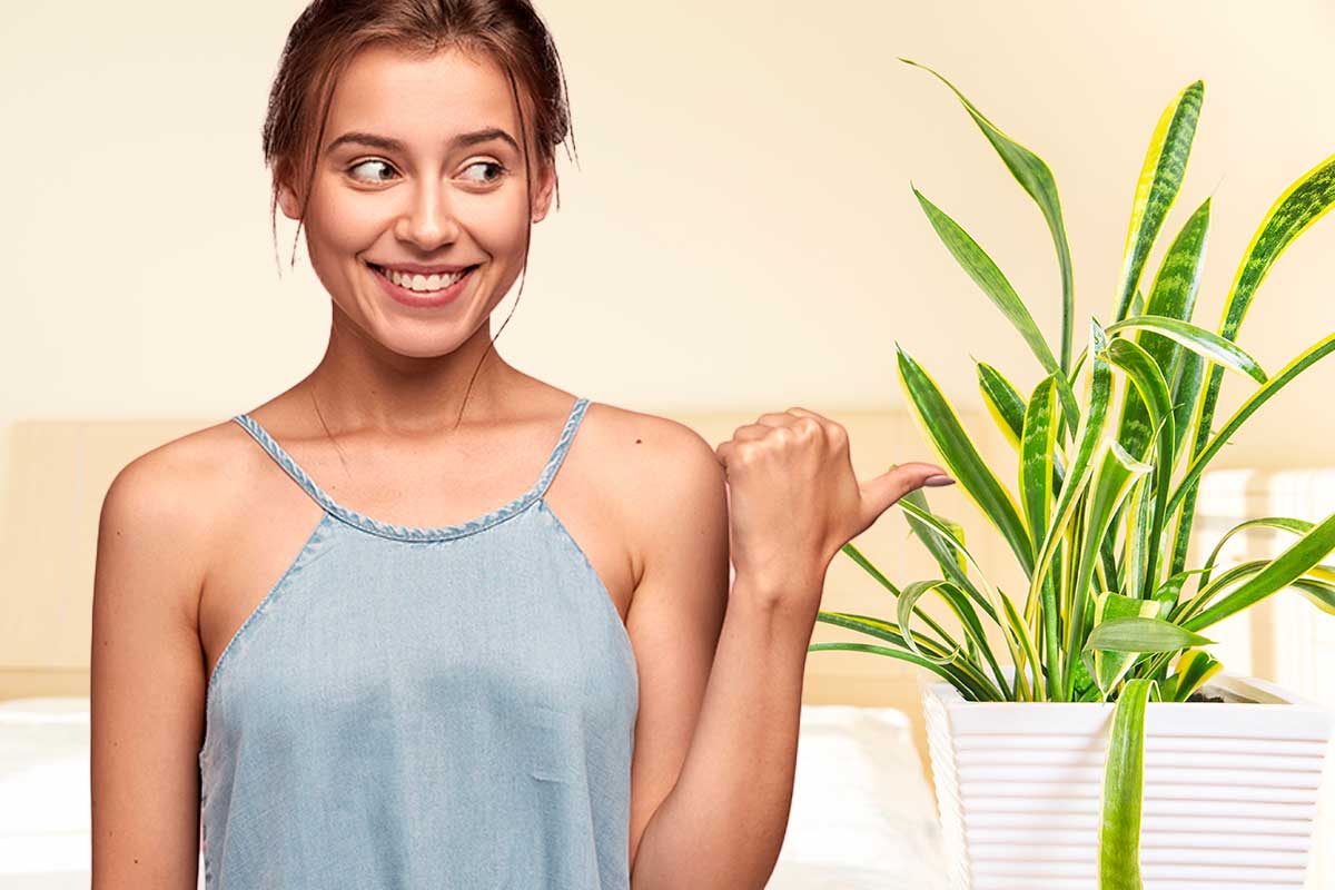 Metti una Sanseveria in camera da letto e dormi meglio: lo dice anche la NASA