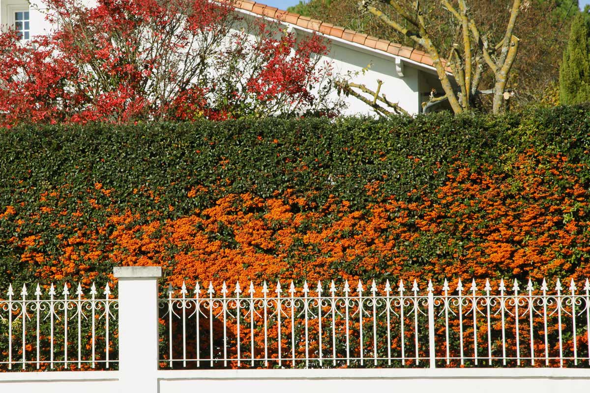 Siepe spinosa di Pyracantha impenetrabile.