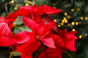 Stella di Natale: i 3 errori che la fanno appassire subito (e come evitarli con piccoli gesti)