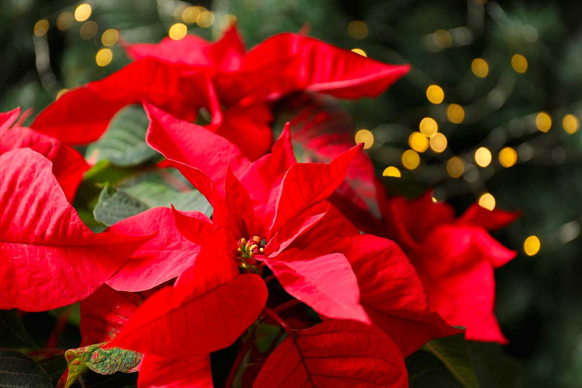 Stella di Natale: i 3 errori che la fanno appassire subito (e come evitarli con piccoli gesti)