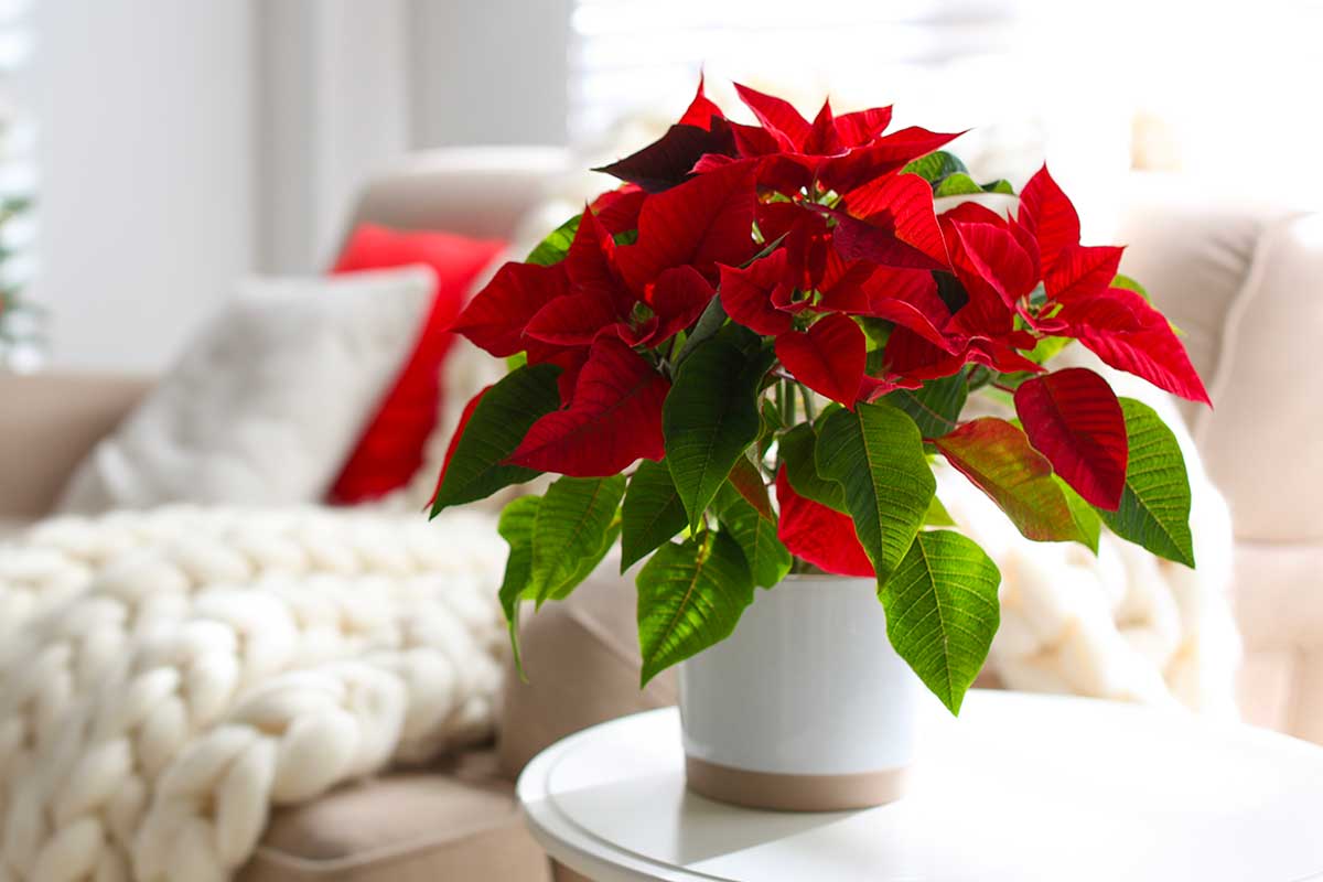 Stella di Natale: dove metterla in casa per farla durare davvero a lungo (anche con il riscaldamento acceso)