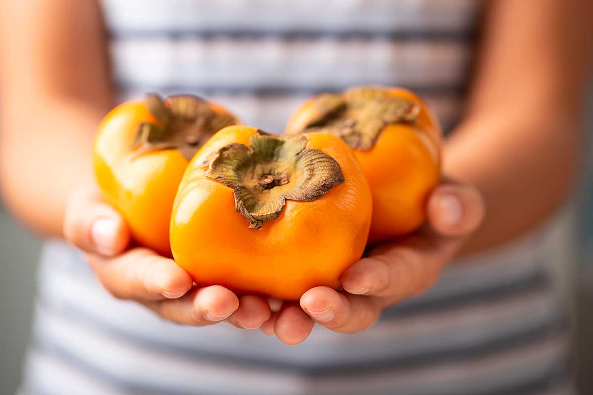 Cachi bellissimi da una pianta trapiantata in mano ad una donna