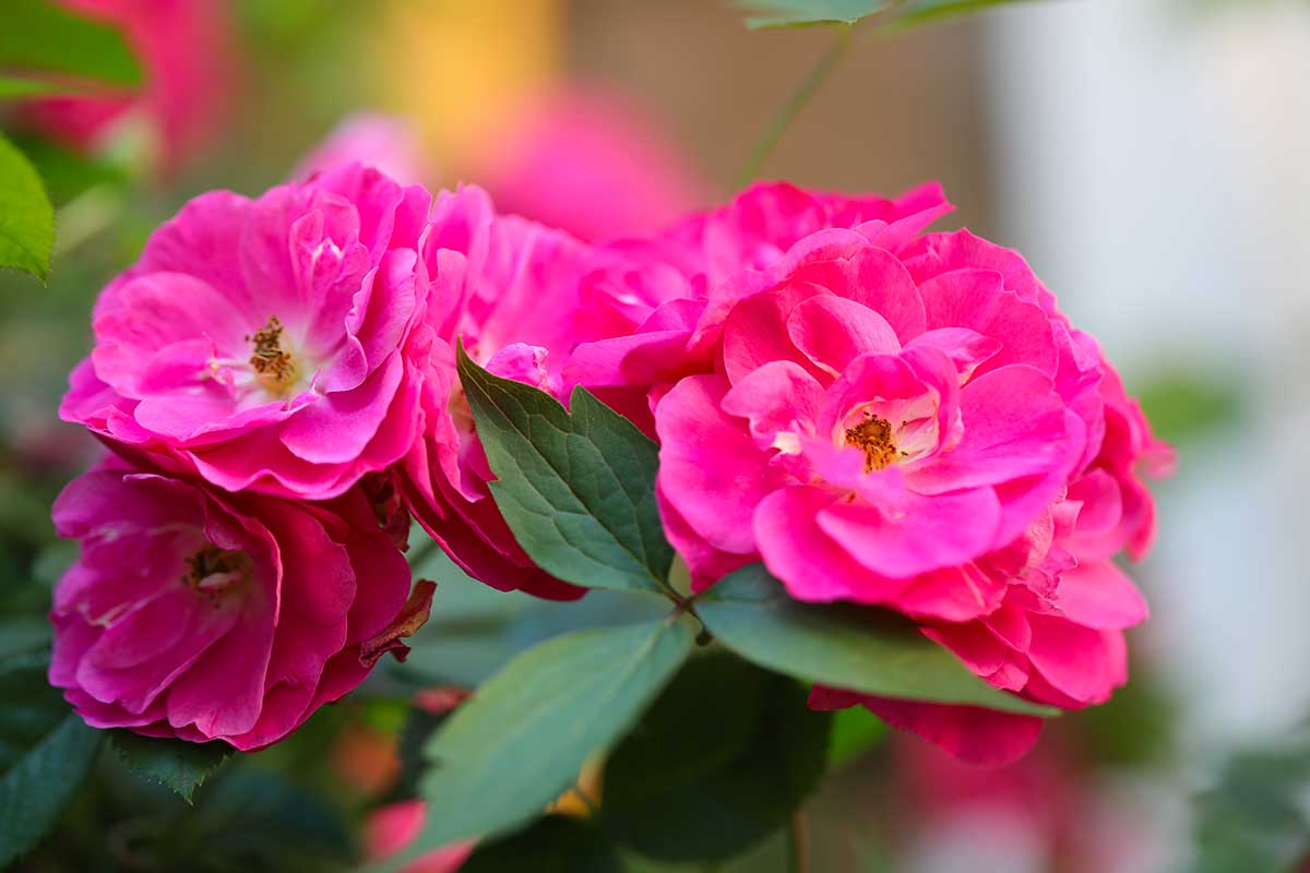 Rose d’inverno: le varietà più resistenti al freddo e come curarle fino a primavera