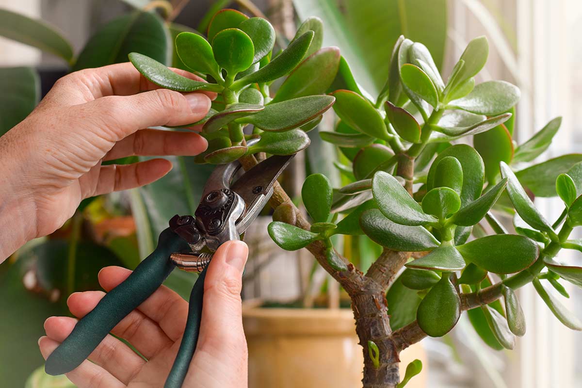 potatura albero di giada