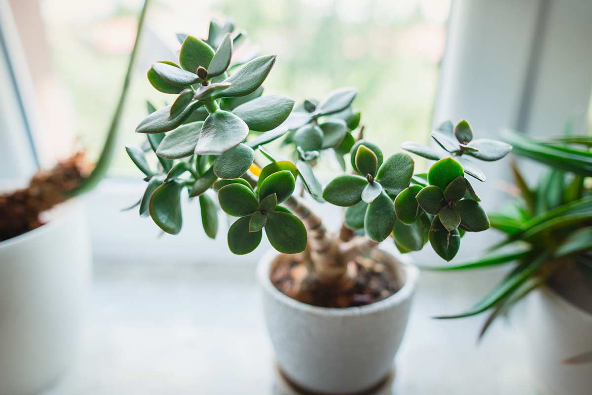 Albero di giada in appartamento: le abitudini giuste per mantenerlo sano e luminoso