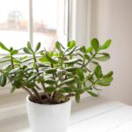 L’albero di giada in casa: i segnali silenziosi che raccontano se sta davvero bene