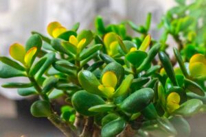 Quando l’albero di giada ingiallisce: il dettaglio che racconta cosa non va in casa