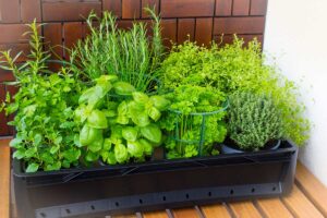 Annaffiature ridotte: il giusto equilibrio per le erbe aromatiche nei mesi invernali