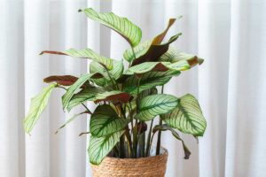 Calathea: la guida per coltivarla, capirla e farla durare negli anni