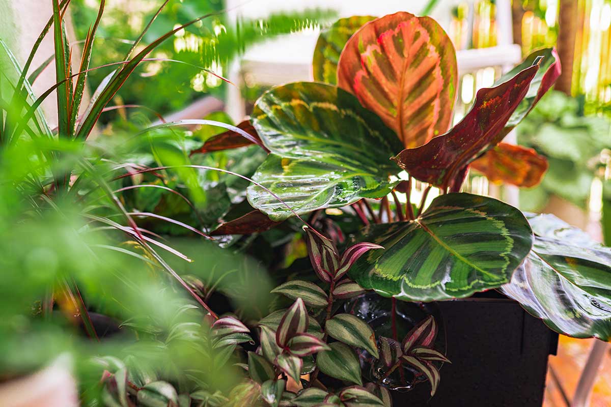 Calathea in inverno: come proteggerla dal riscaldamento e dall’aria secca