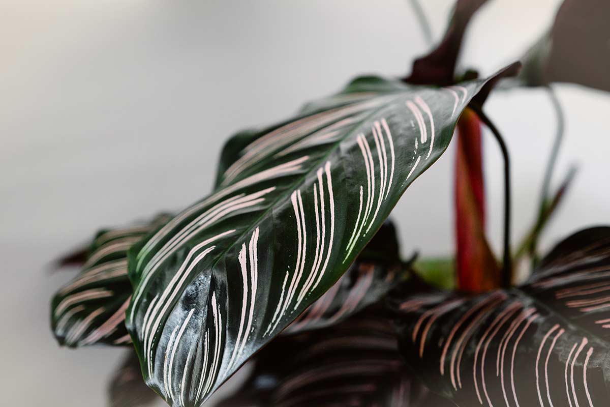 Foglia di Calathea con venature rosa su sfondo sfocato, dettaglio delle striature eleganti tipiche di questa pianta tropicale da appartamento.