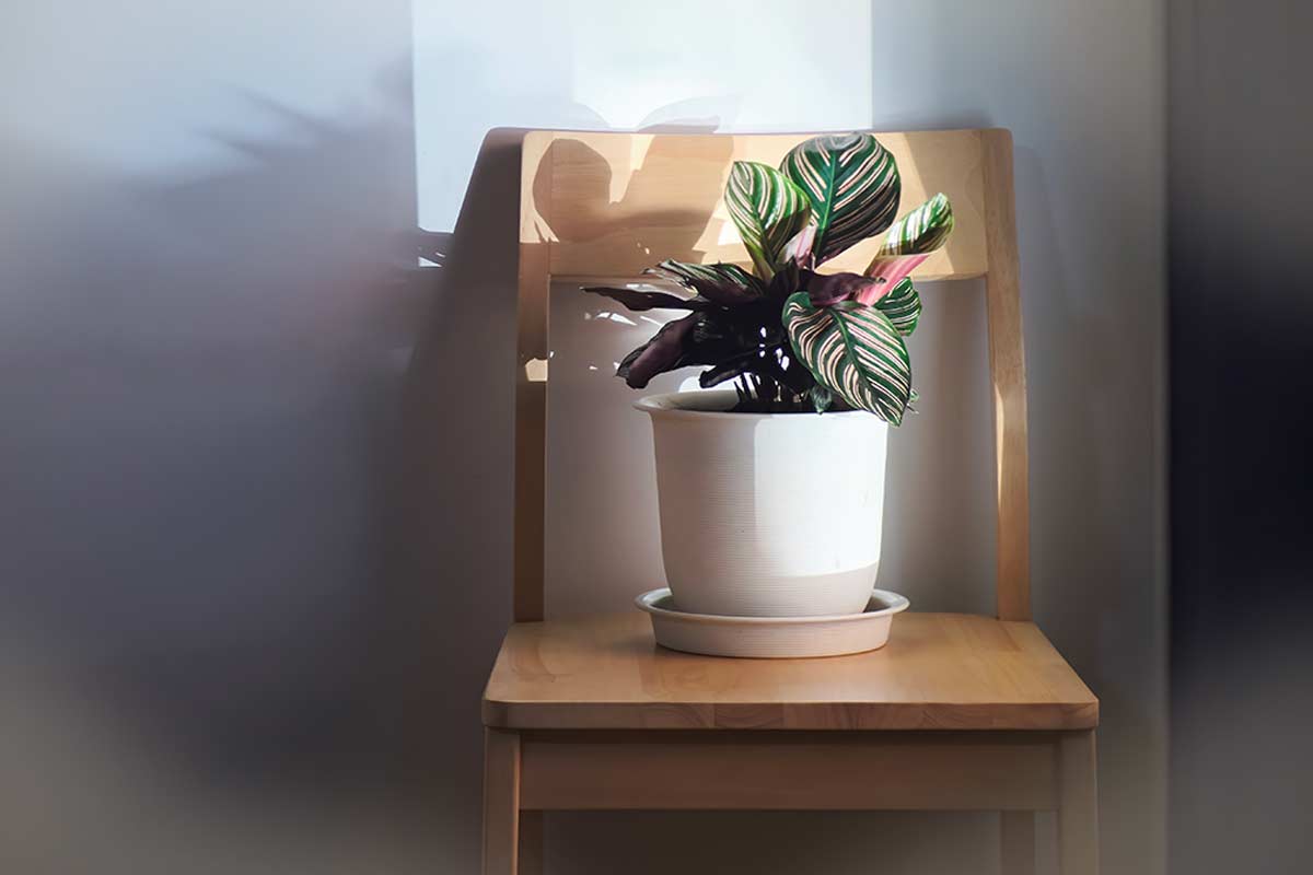 Calathea nei periodi freddi: gli errori più comuni che la fanno soffrire