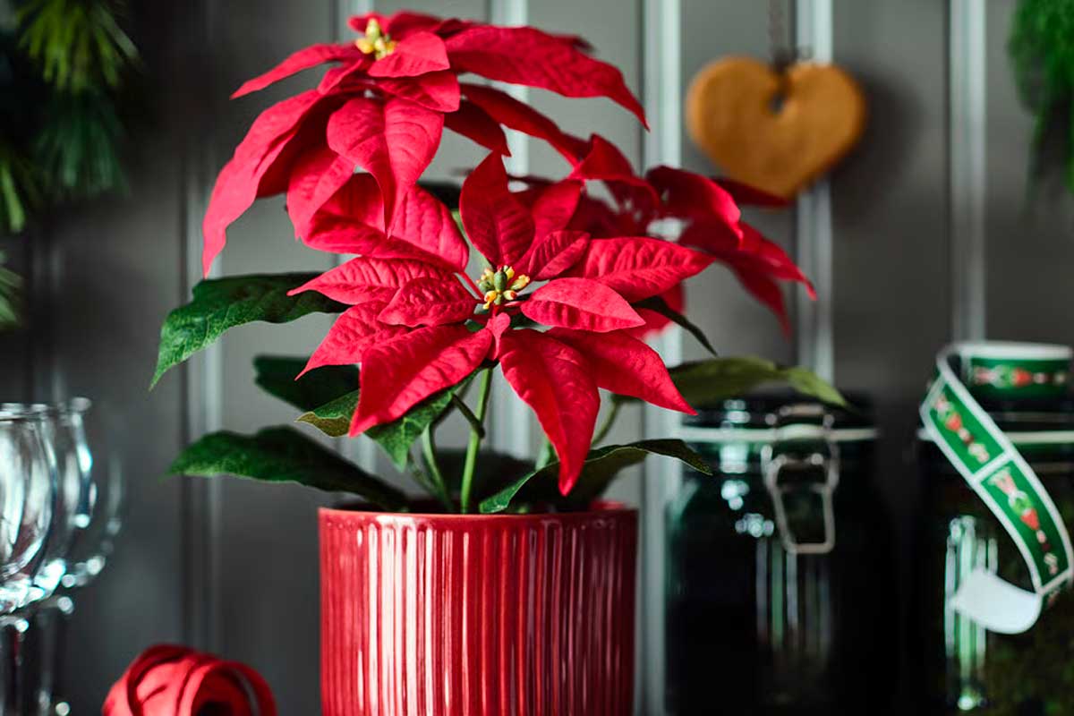 stella di Natale artificiale