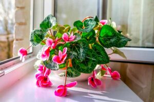 Ciclamino afflosciato sul davanzale? Non è morto: con questo gesto puoi salvarlo