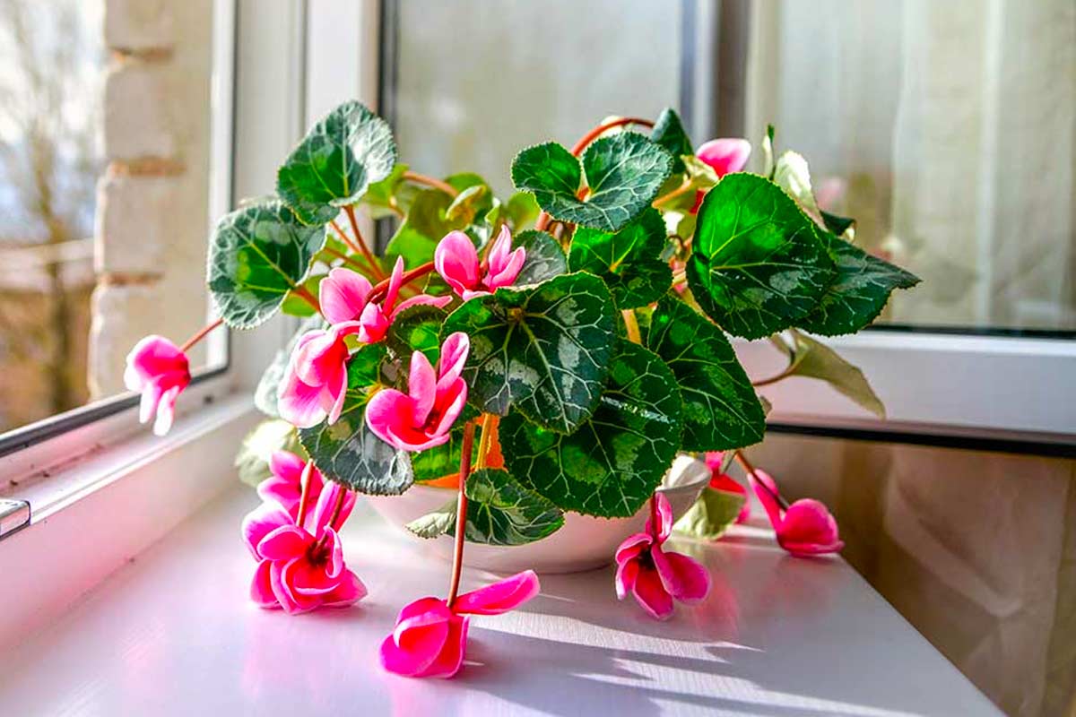 Ciclamino afflosciato sul davanzale? Non è morto: con questo gesto puoi salvarlo