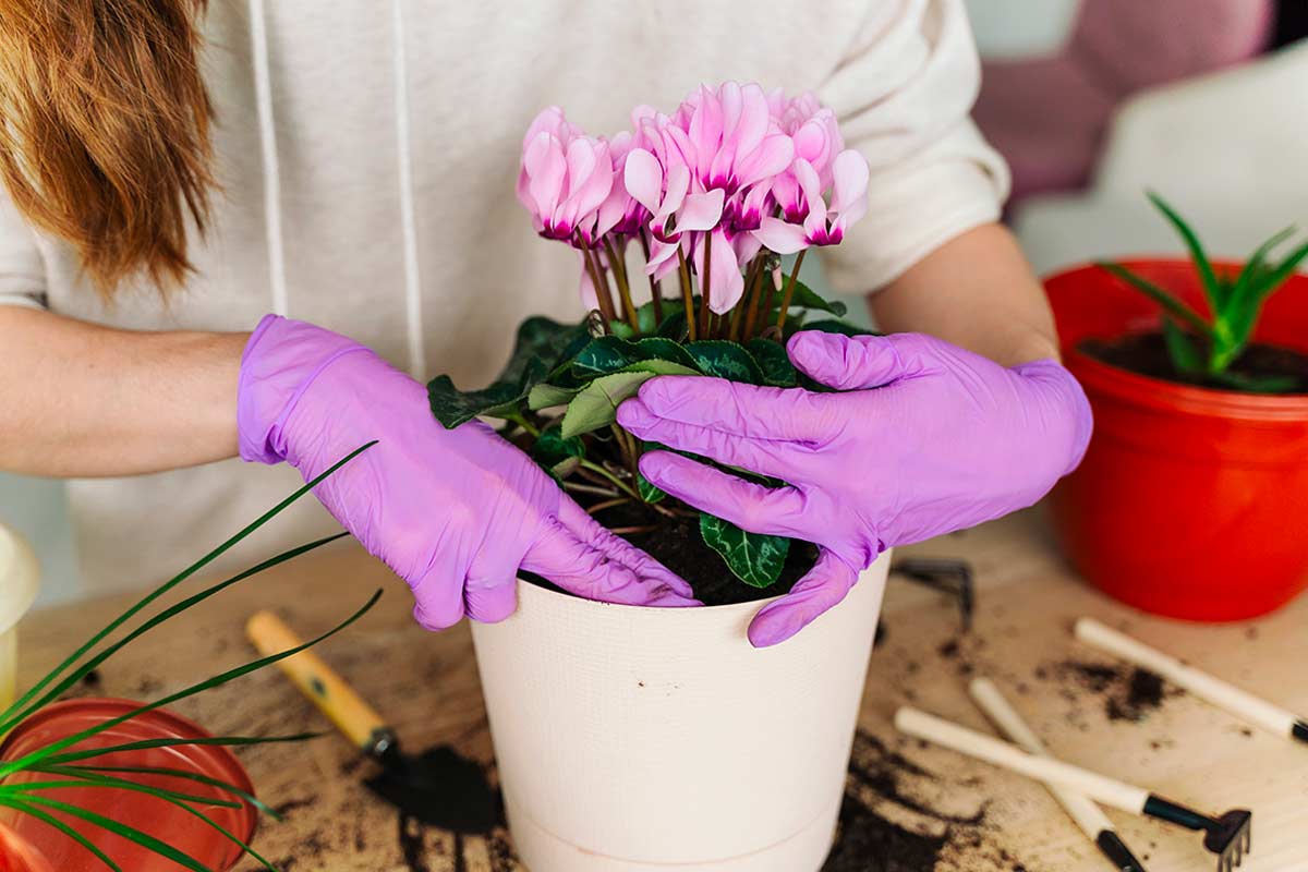 rinvasare il ciclamino