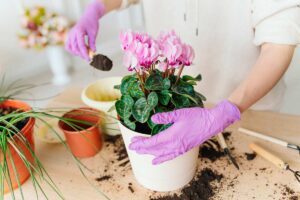 Ciclamino dopo Natale: rinvasarlo ora o aspettare?