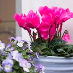 Ciclamino in vaso sul balcone che resiste al freddo invernale, esempio di pianta che può stare fuori anche quando le temperature scendono.