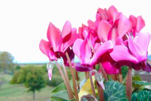 Hai un ciclamino sul balcone? L’errore invernale che può rovinarlo senza accorgertene