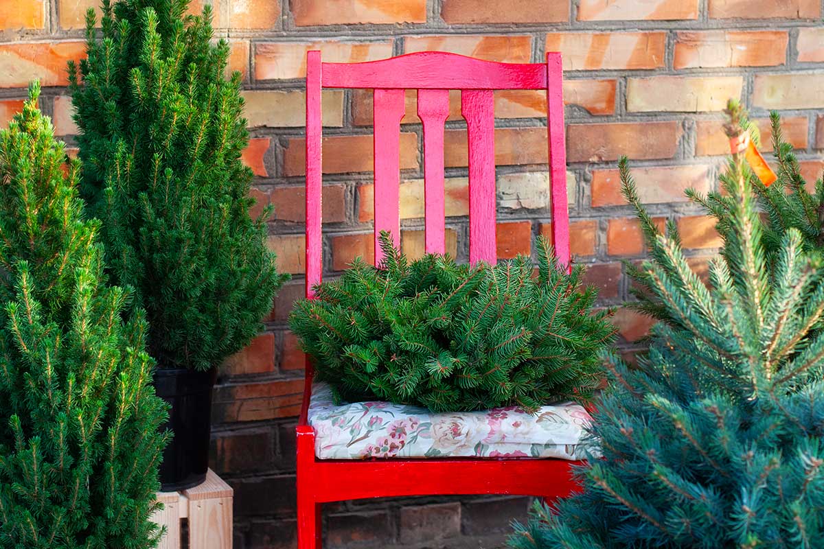Sedia di legno rossa con cuscino floreale, decorata con rami di pino freschi, circondata da piccoli alberelli sempreverdi su sfondo di muro in mattoni. Atmosfera natalizia semplice e naturale per esterni.
