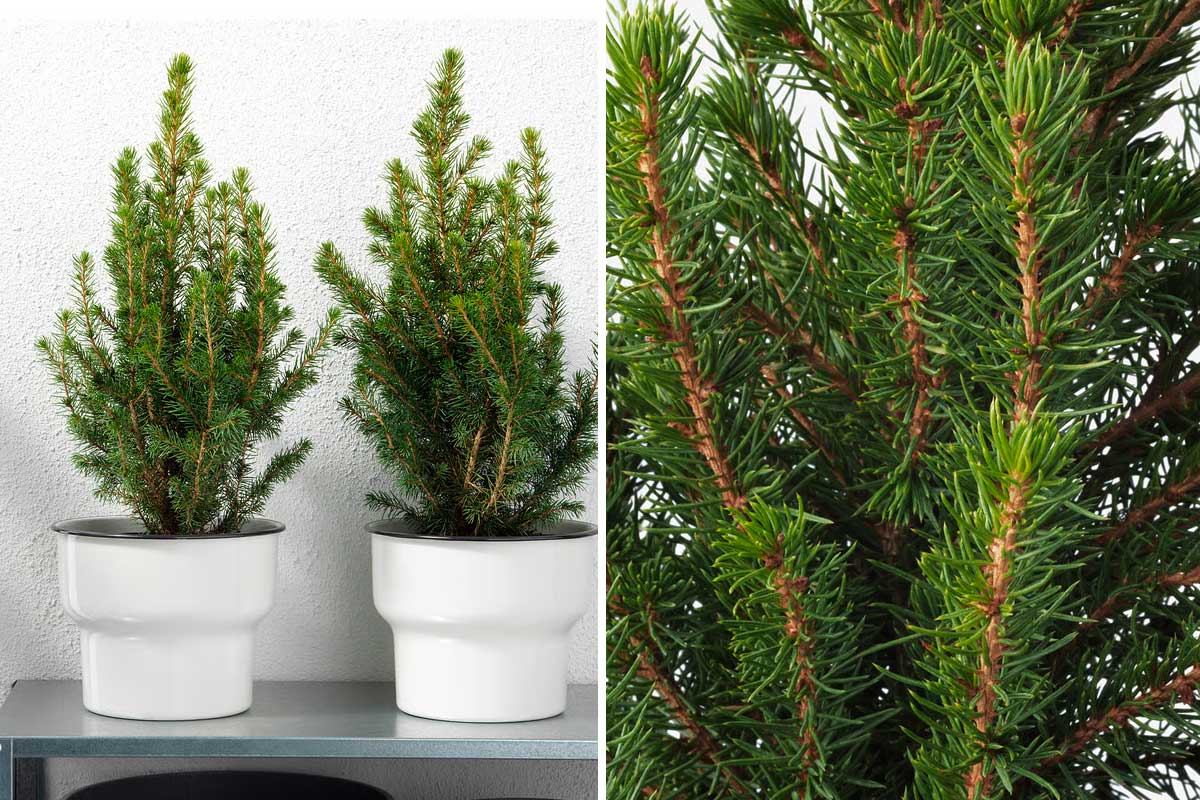 PICEA GLAUCA CONICA