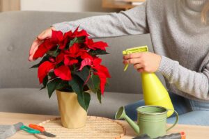 Dopo le feste la tua Stella di Natale soffre? Ecco cosa fare subito per aiutarla a riprendersi