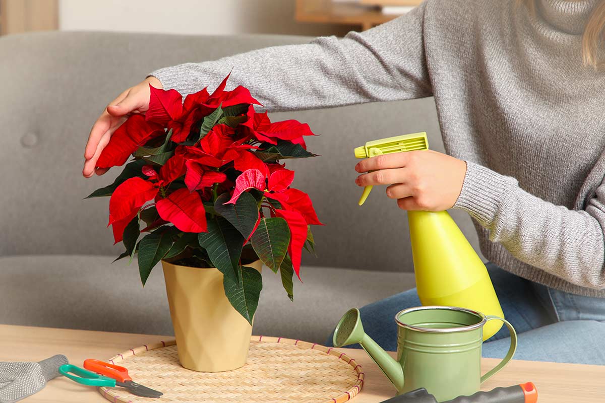 Dopo le feste la tua Stella di Natale soffre? Ecco cosa fare subito per aiutarla a riprendersi