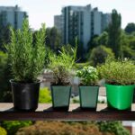 5 errori che indeboliscono le erbe aromatiche in inverno (e come evitarli con piccoli gesti di cura)