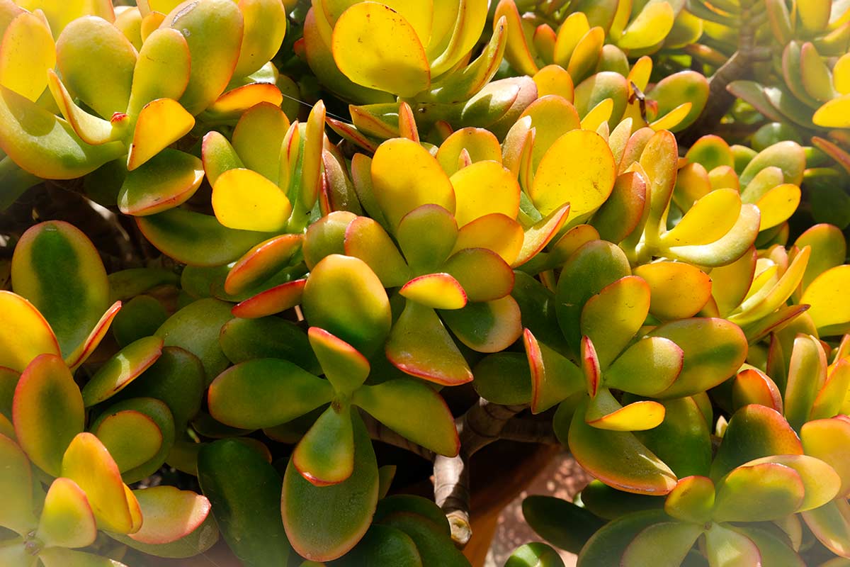 Le foglie dell’albero di giada diventano gialle: cosa fare davvero