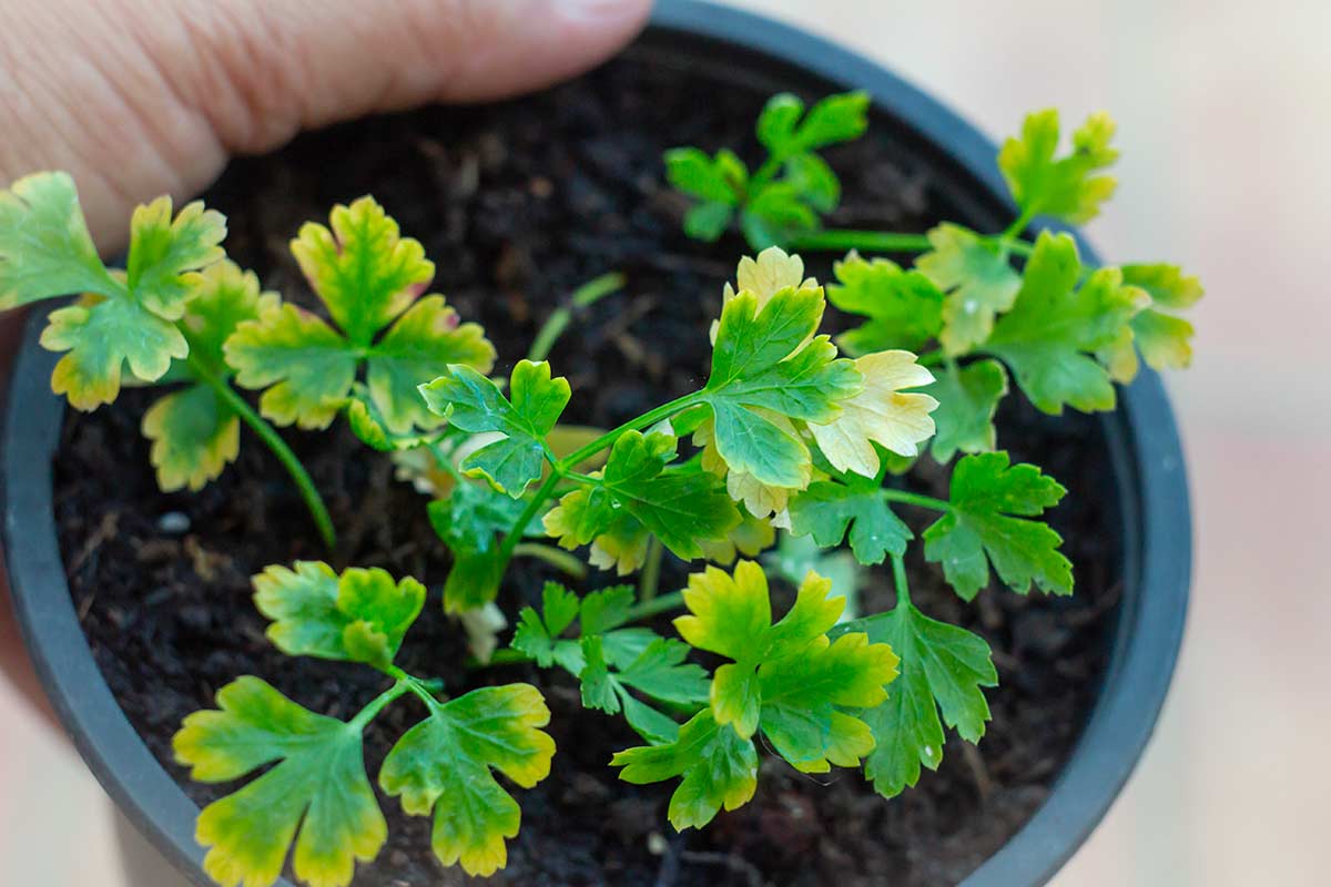 Foglie gialle? Cosa segnalano sul benessere delle tue aromatiche