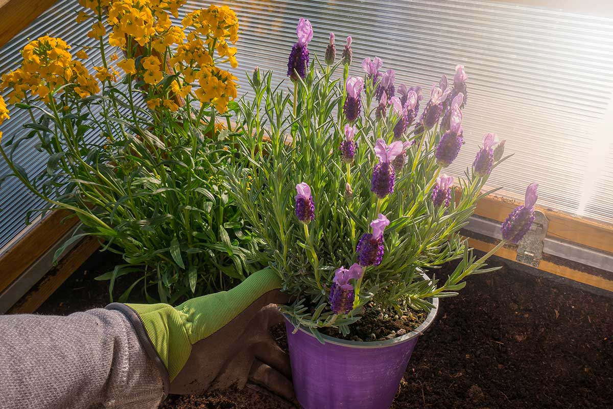 Lavanda in vaso in inverno: il momento in cui non devi mai rinvasarla (anche se sembra ferma)