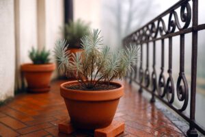 Perché la lavanda soffre l’umidità di dicembre più del freddo: il gesto semplice che la salva