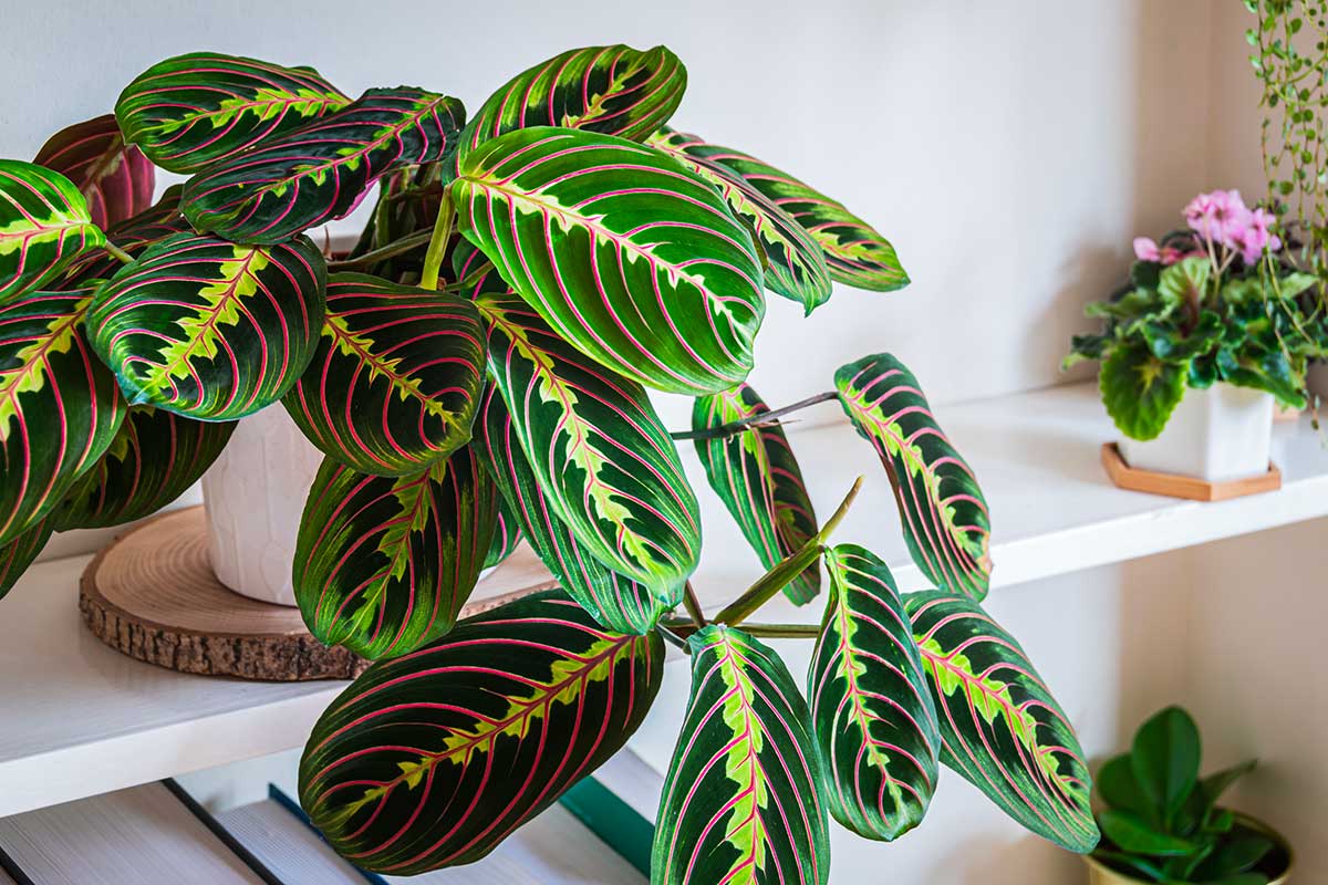 Questa pianta chiude le foglie ogni sera: ecco perché la chiamano “pianta della preghiera”