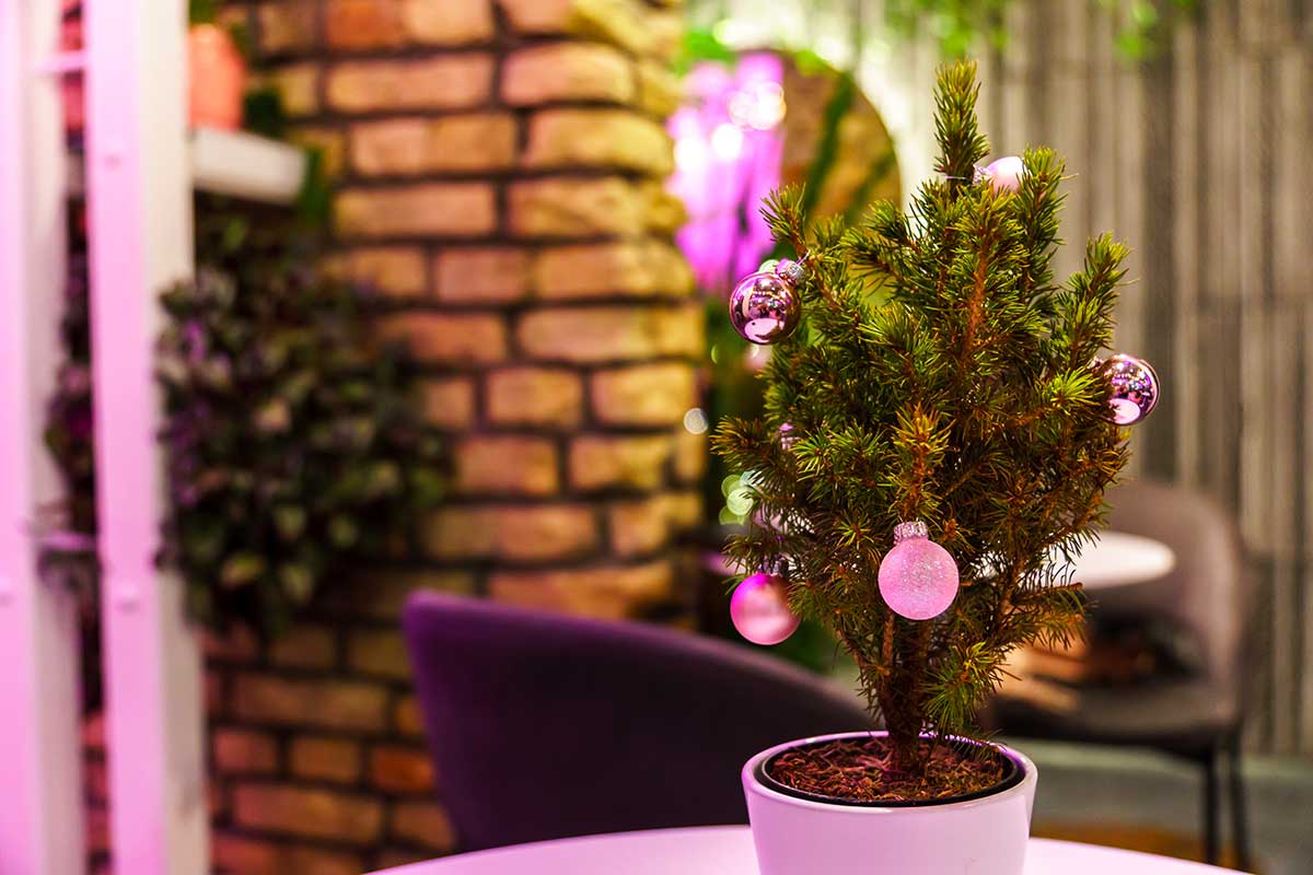 Niente albero di Natale? Queste 3 piante creano la stessa atmosfera