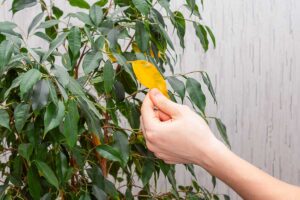 Piante da interno che ingialliscono a dicembre: come recuperarle prima di Natale