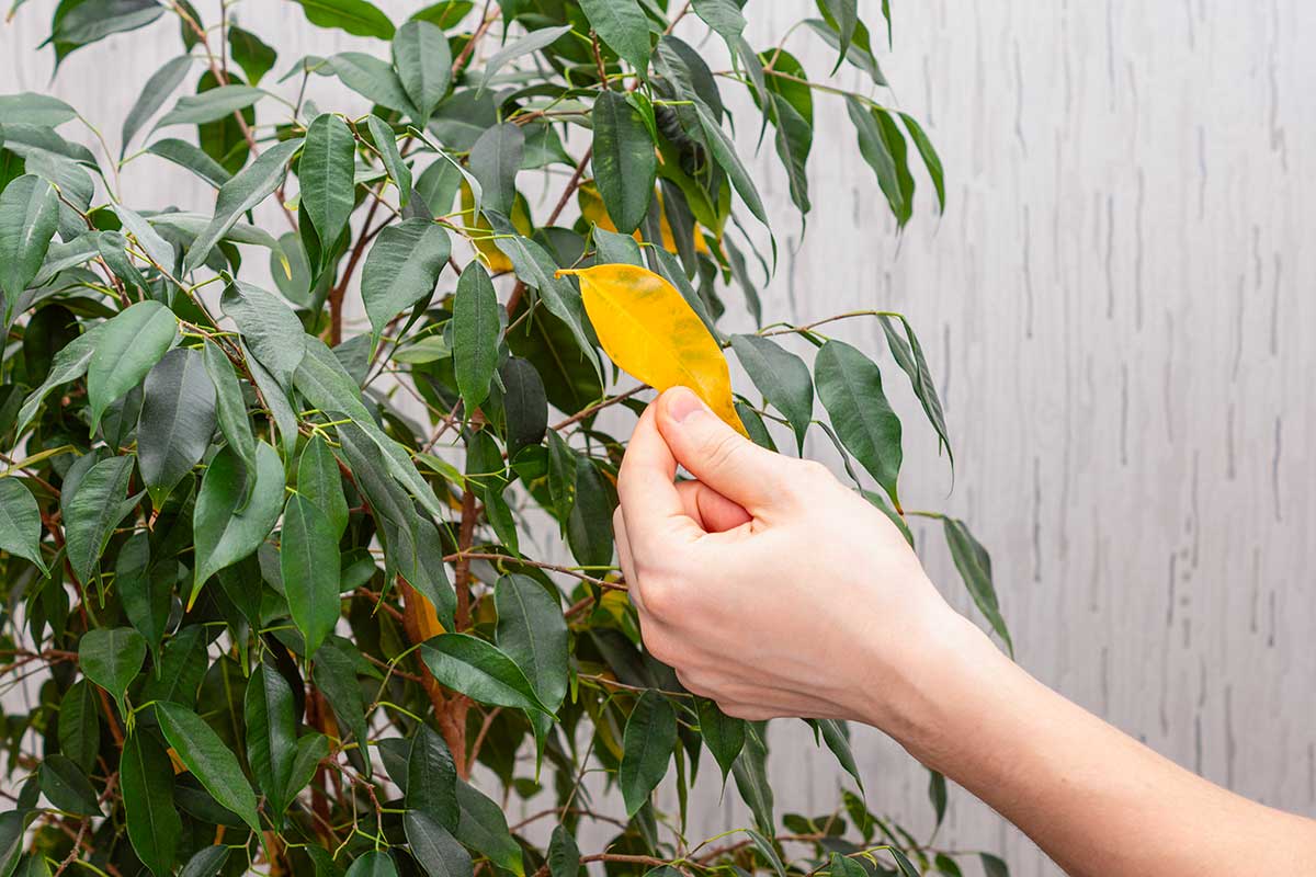 Piante da interno che ingialliscono a dicembre: come recuperarle prima di Natale