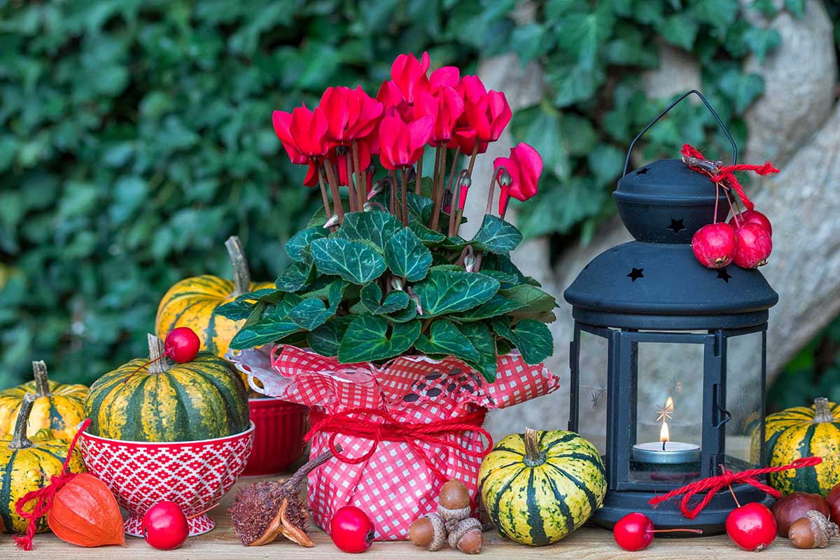 Ciclamini rossi in vaso