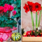 Piante rosse per le feste: 5 alternative luminose alla classica Stella di Natale